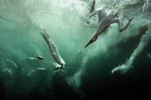 Gannets: Northern Gannet