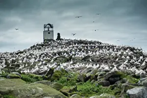 Multitude: Northern Gannet