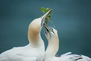 Bempton: Northern Gannet