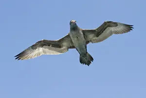 Zeeland: Northern Gannet
