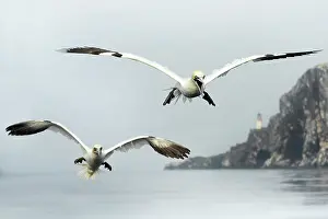 Bass: Northern Gannet