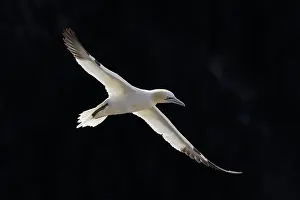Saltee: Northern Gannet