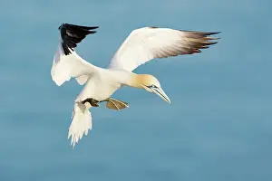 Saltee: Northern Gannet