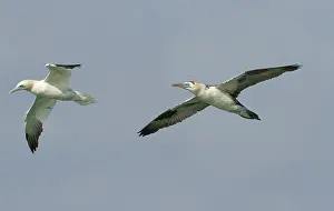 Zeeland: Northern Gannet