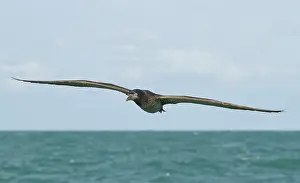 Zeeland: Northern Gannet