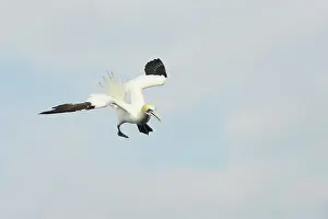 Bass: Northern Gannet
