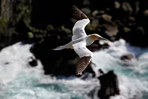 Gannets: Northern Gannet
