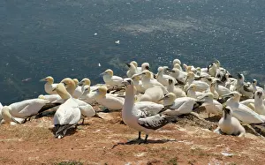 Morus: Northern Gannet