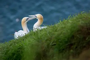 Morus: Northern Gannet - adult couple on cliffs - Bempton