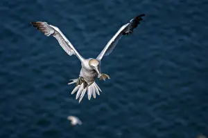 Morus: Northern Gannet - adult in flight