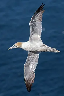 Morus: Northern Gannet - adult in flight - Bempton Cliffs