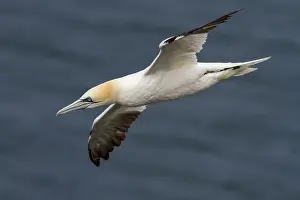 Morus: Northern Gannet - adult in flight - Bempton Cliffs