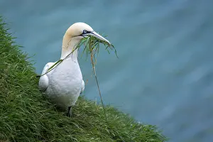 Morus: Northern Gannet - adult grazing on cliffs - Bempton