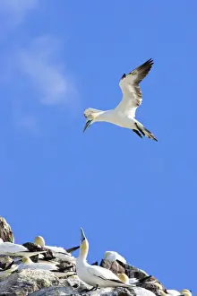 Alight: Northern Gannet - adult hanging in the wind trying