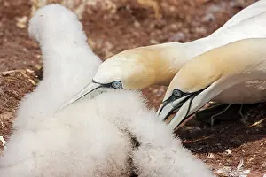 Disputing: Northern Gannet adult killing chick from neighbouring nest
