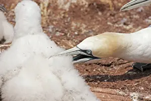Disputing: Northern Gannet adult killing chick from neighbouring nest