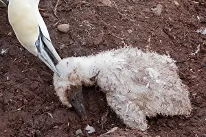 Neighbouring: Northern Gannet adult killing chick from neighbouring nest