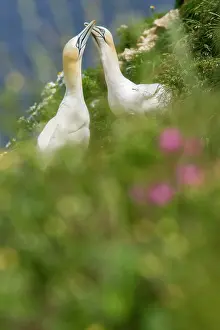 Morus: Northern Gannet - adults on cliffs - Bempton Cliffs