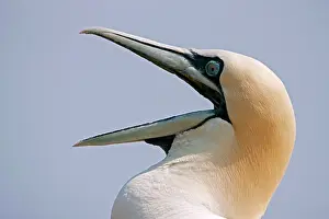 Bassana: Northern Gannet with beak wide open