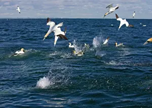 Frenzy: Northern Gannet - Birds fishing and diving in a