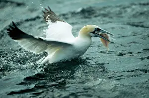 Altantic: Northern GANNET - with caught fish at sea