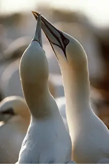 Gannet: Northern GANNET - bill clapping, facing