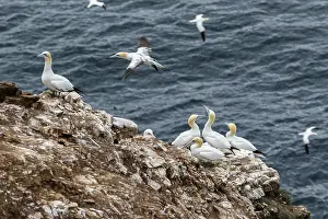 Rspb: Northern Gannet - on cliff - RSPB Troup Head Nature