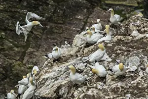 Rspb: Northern Gannet - on cliff - RSPB Troup Head Nature
