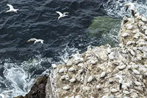 Gannets: Northern Gannet - on cliff - RSPB Troup Head Nature