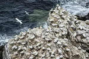 Gannets: Northern Gannet - on cliff - RSPB Troup Head Nature