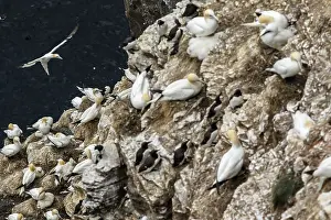 Morus: Northern Gannet - on cliff - RSPB Troup Head Nature