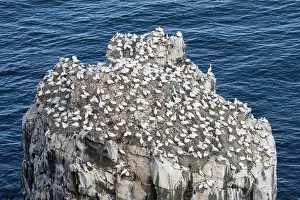 Morus: Northern Gannet colony