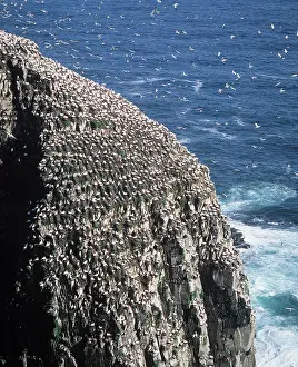 Gannet: NORTHERN GANNET COLONY