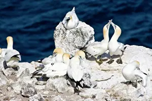 Northeastern: Northern Gannet colony in northeastern Iceland