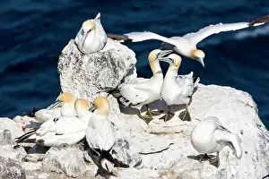 Northeastern: Northern Gannet colony in northeastern Iceland