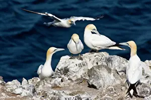 Northeastern: Northern Gannet colony in northeastern Iceland