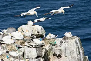 Morus: Northern Gannet colony in northeastern Iceland