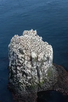 Morus: Northern Gannet - colony at Stori Karl - Iceland