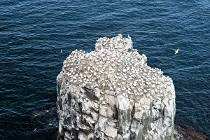 Morus: Northern Gannet - colony at Stori Karl - Iceland