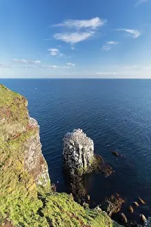 Morus: Northern Gannet - colony at Stori Karl - Iceland
