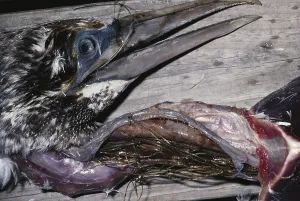 Tangled: Northern Gannet Dead from Fishnet Ingestion