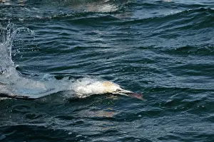 Rich Thomas: Northern Gannet - diving for fish underwater Bass