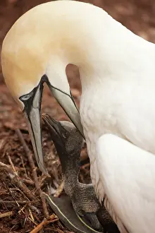 Bassana: Northern Gannet feeding young at nest
