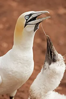 Bassana: Northern Gannet feeding young at nest