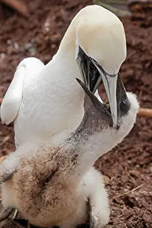 Bassana: Northern Gannet feeding young at nest
