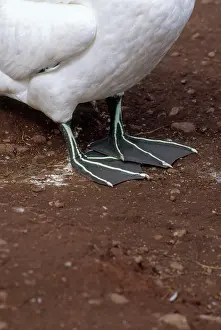 Gannets: Northern Gannet Feet