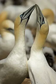 Fencing: Northern Gannet - Fencing - Pair bonding display