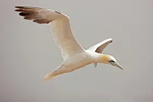Bassana: Northern Gannet in flight