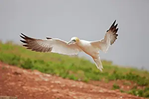 Bassana: Northern Gannet in flight