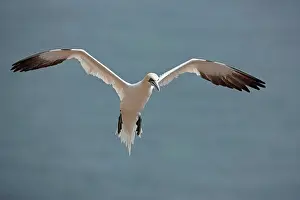 Bassana: Northern Gannet in flight